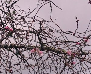 桜の花～27 09 2016